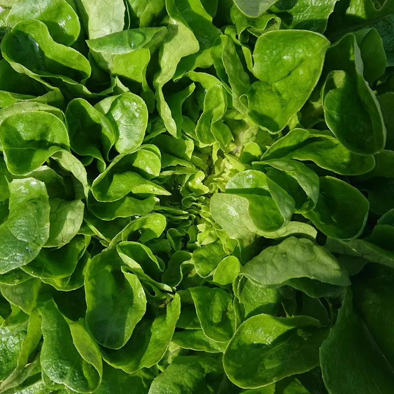 Blend de Vegetais Verdes