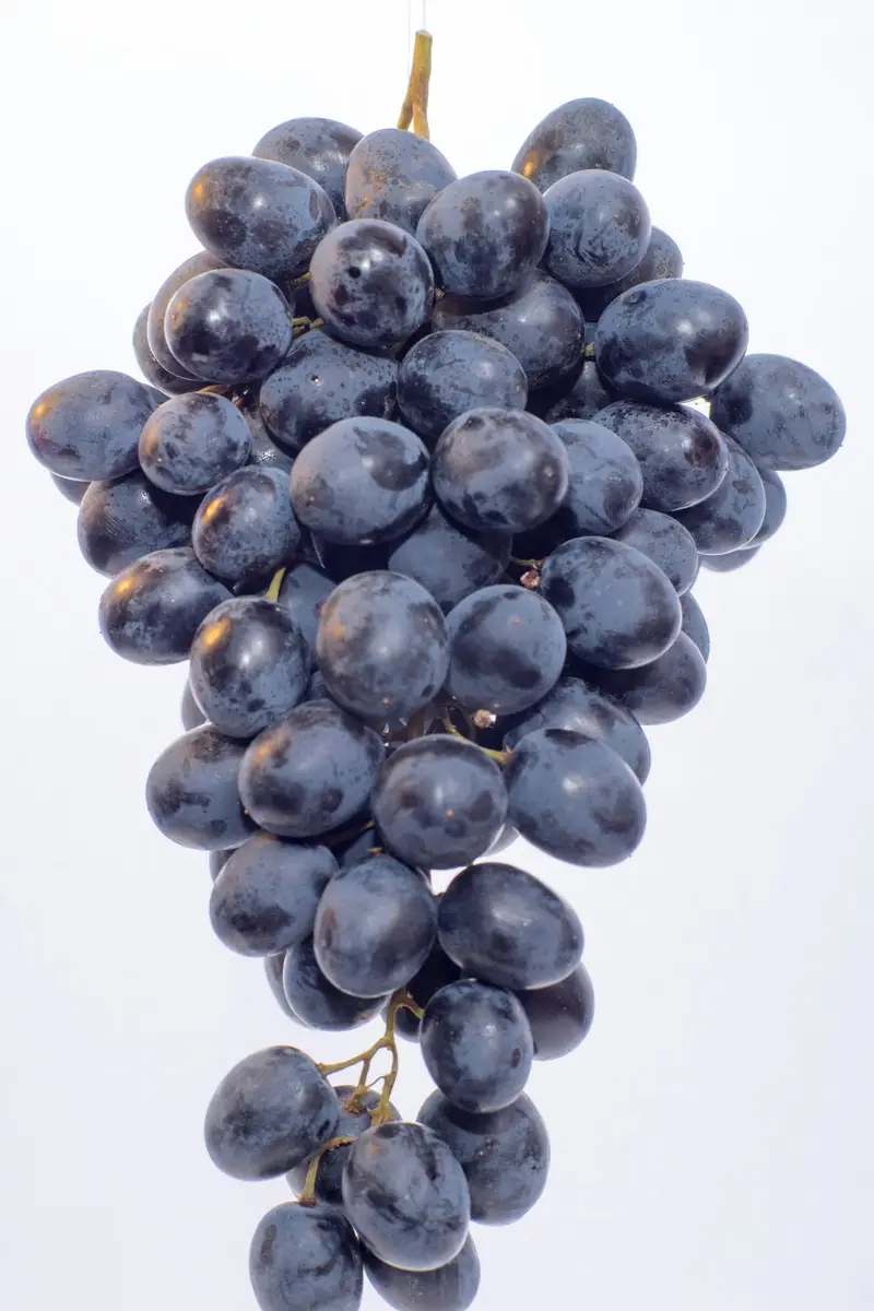 Trans-Resveratrol 50 mg